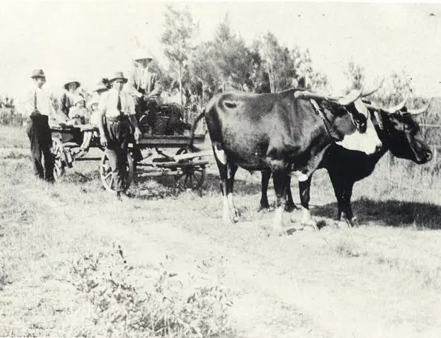 A picnic at corner 3rd and Stiglingh 1914